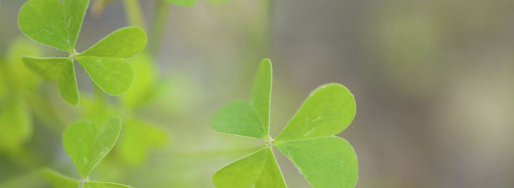 Special offers over St. Patrick’s Day