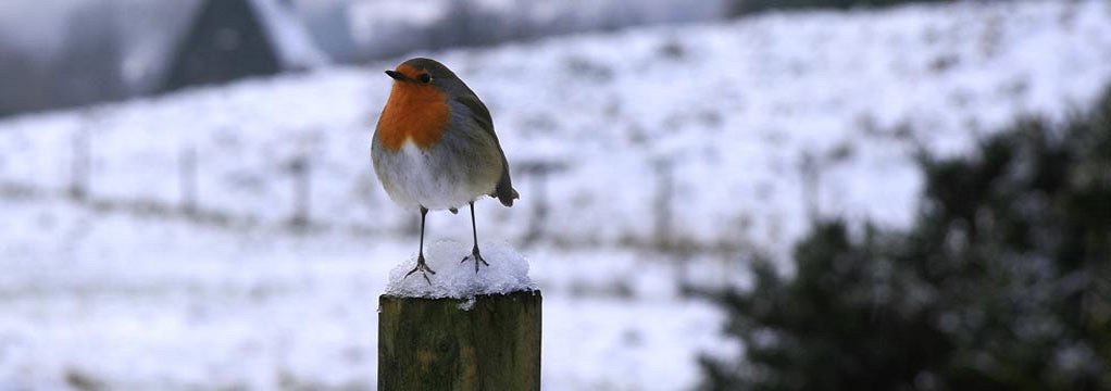 Special Offers Christmas 2016